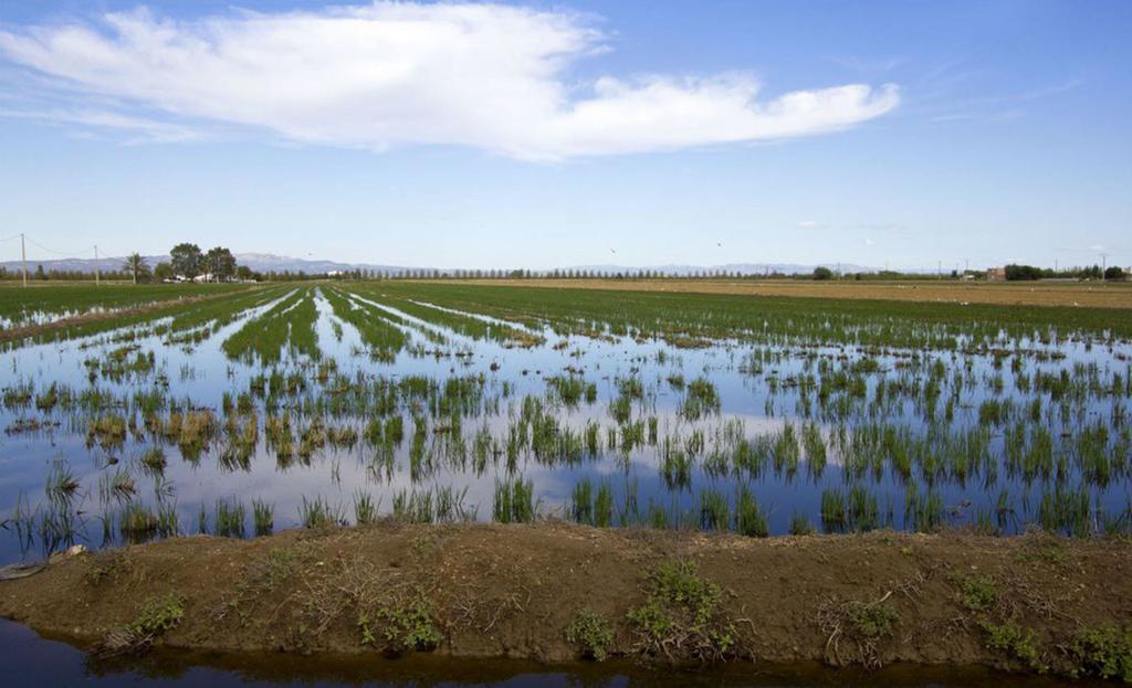 شقة Mi Apartamento En El Delta Del Ebro ديلتيبري المظهر الخارجي الصورة